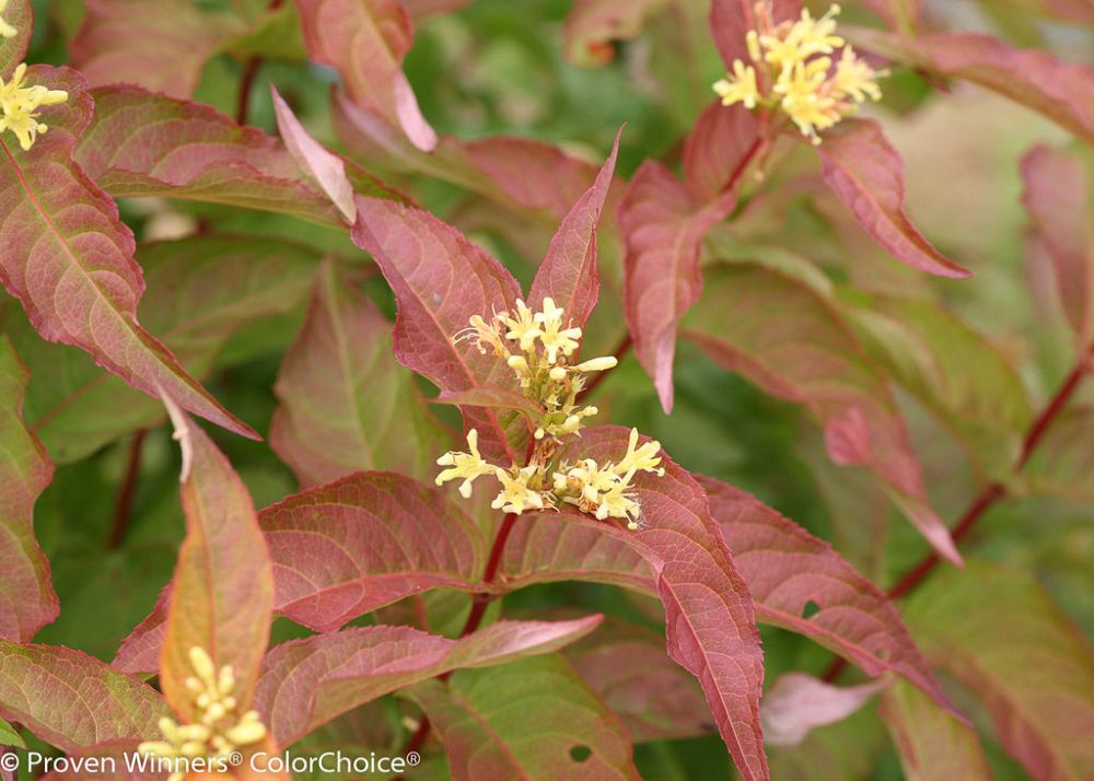 diervilla-g2x88544-kodiak-reg-orange-bush-honeysuckle