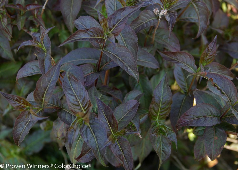 diervilla-rivularis-smndrsf-kodiak-reg-black-bush-honeysuckle