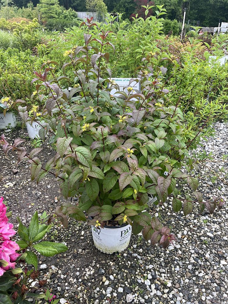diervilla-rivularis-smndrsf-kodiak-reg-black-bush-honeysuckle