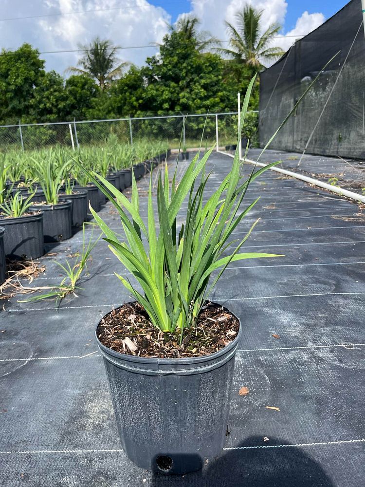 dietes-amatole-dwarf-white-african-iris