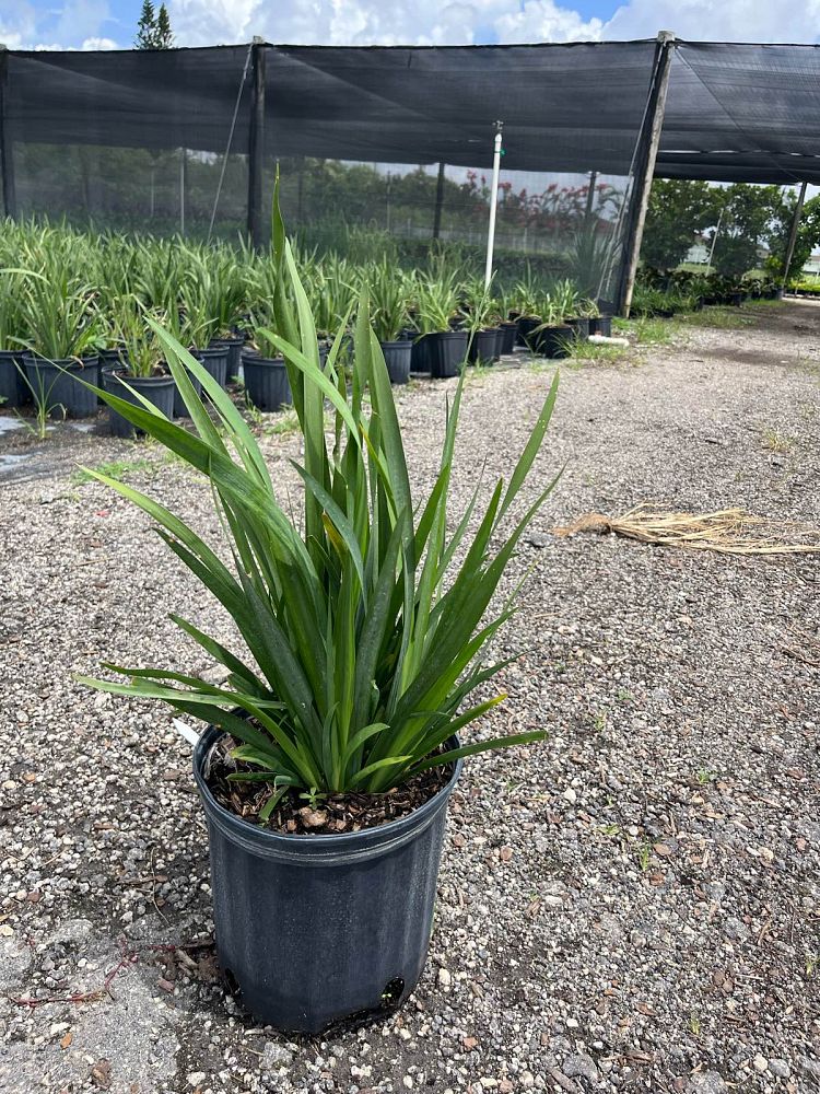 dietes-amatole-dwarf-white-african-iris