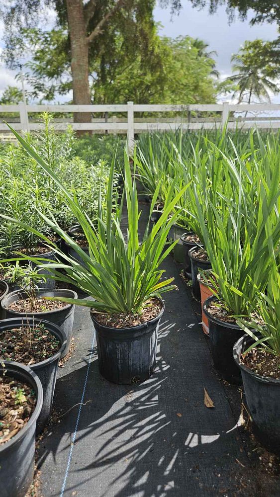 dietes-amatole-dwarf-white-african-iris