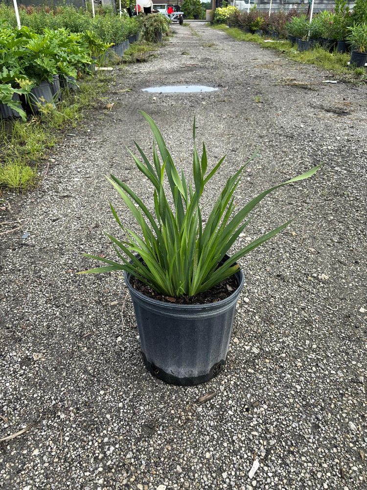 dietes-amatole-dwarf-white-african-iris