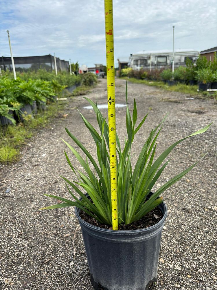 dietes-amatole-dwarf-white-african-iris