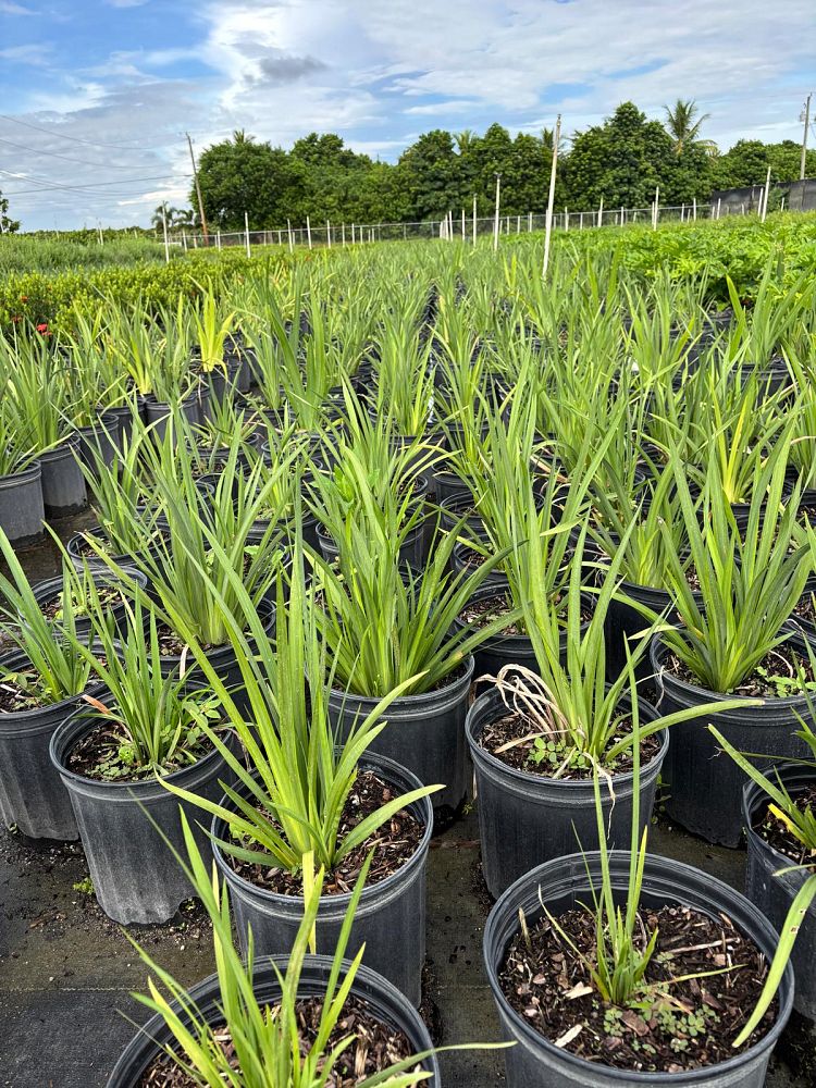 dietes-amatole-dwarf-white-african-iris