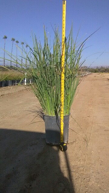 dietes-bicolor-fortnight-lily-iris-bicolor-yellow-african-iris-moraea-bicolor