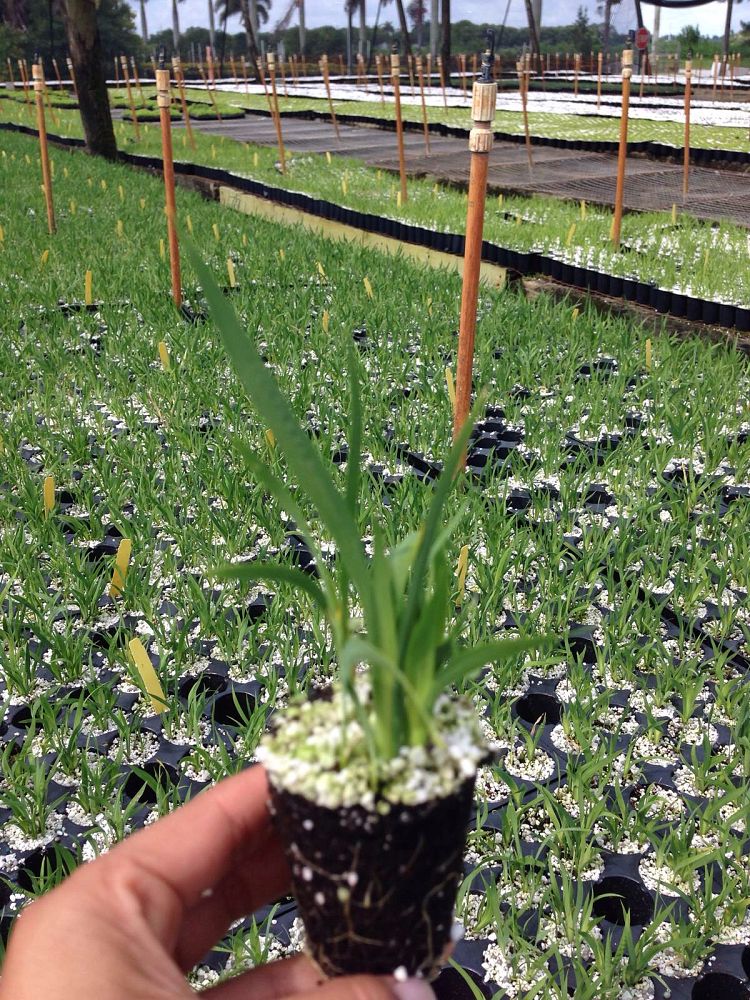 dietes-bicolor-fortnight-lily-iris-bicolor-yellow-african-iris-moraea-bicolor
