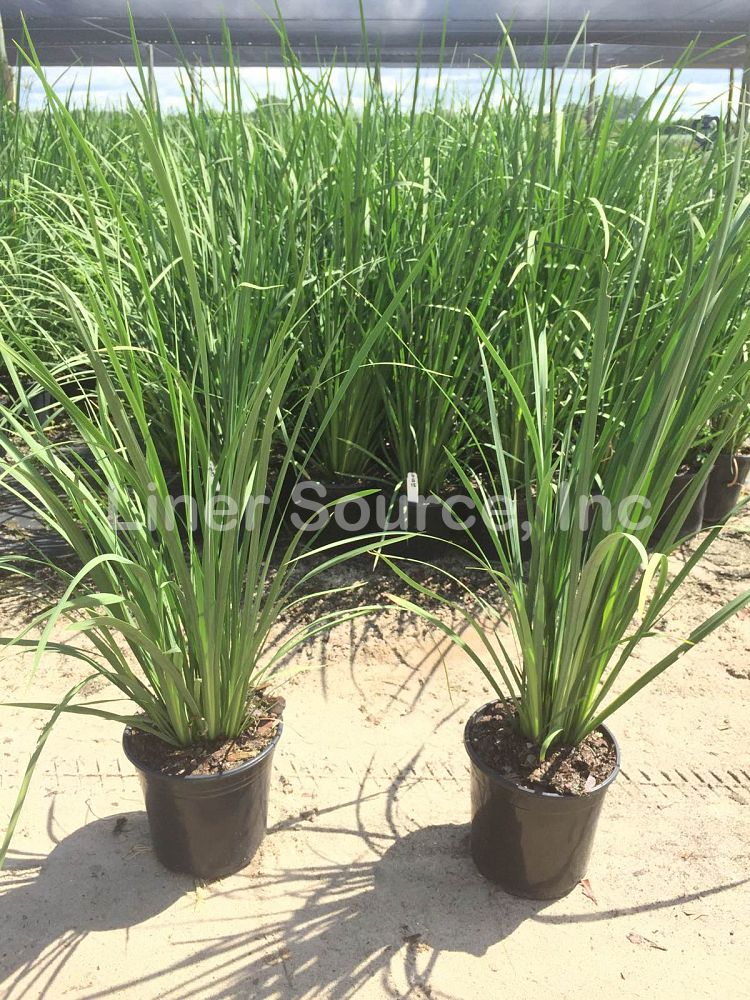 dietes-bicolor-fortnight-lily-iris-bicolor-yellow-african-iris-moraea-bicolor