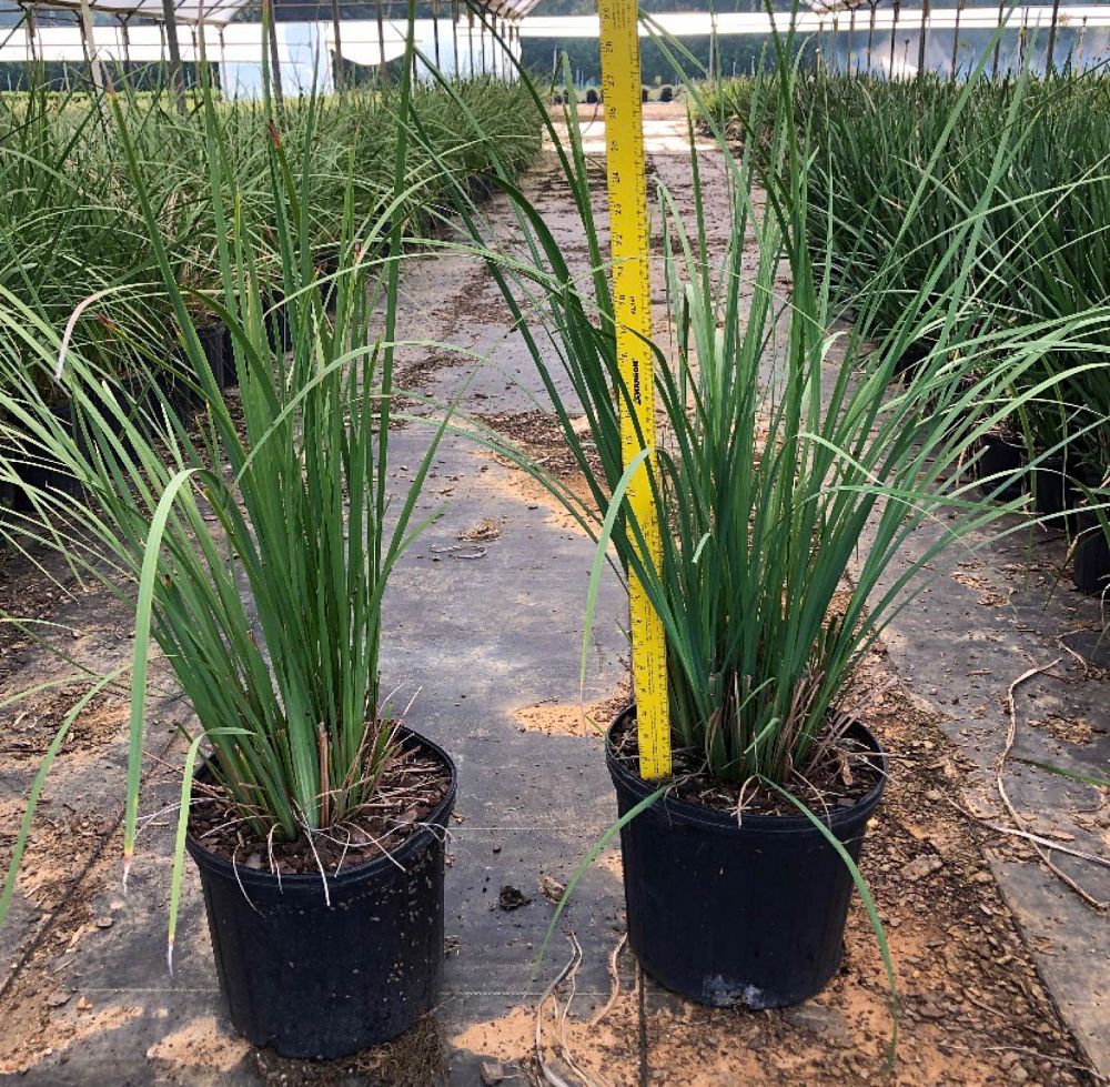 dietes-bicolor-fortnight-lily-iris-bicolor-yellow-african-iris-moraea-bicolor