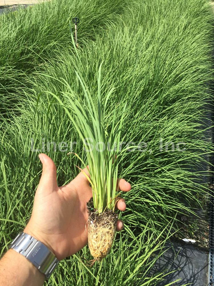 dietes-bicolor-fortnight-lily-iris-bicolor-yellow-african-iris-moraea-bicolor