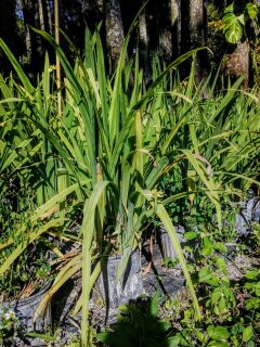 dietes-bicolor-fortnight-lily-iris-bicolor-yellow-african-iris-moraea-bicolor