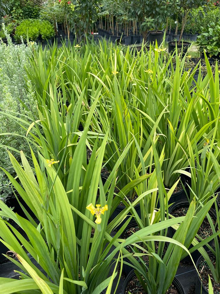 dietes-bicolor-fortnight-lily-iris-bicolor-yellow-african-iris-moraea-bicolor