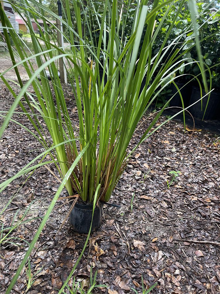 dietes-bicolor-fortnight-lily-iris-bicolor-yellow-african-iris-moraea-bicolor