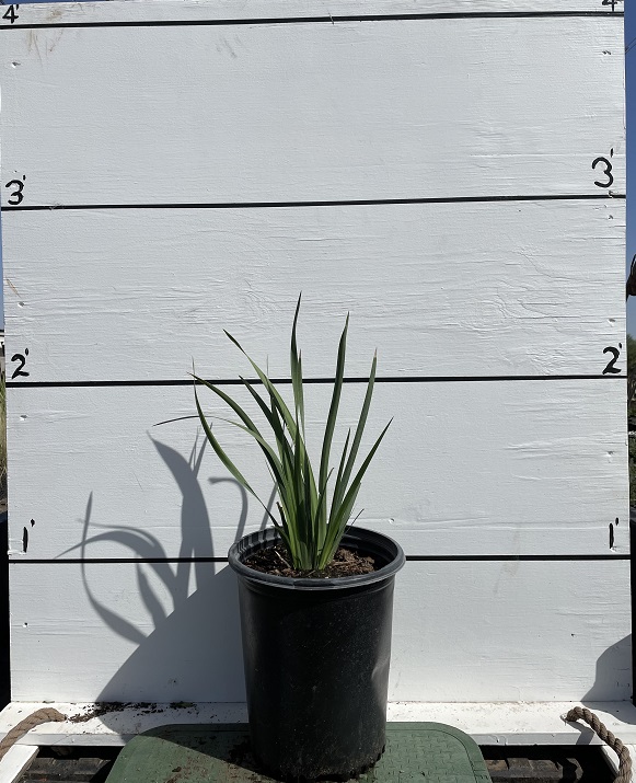 dietes-bicolor-fortnight-lily-iris-bicolor-yellow-african-iris-moraea-bicolor