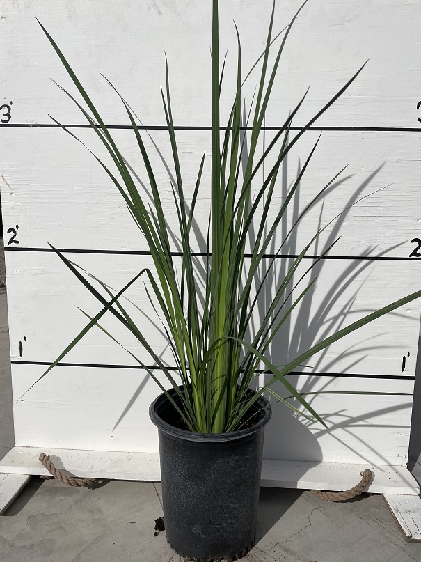 dietes-bicolor-fortnight-lily-iris-bicolor-yellow-african-iris-moraea-bicolor