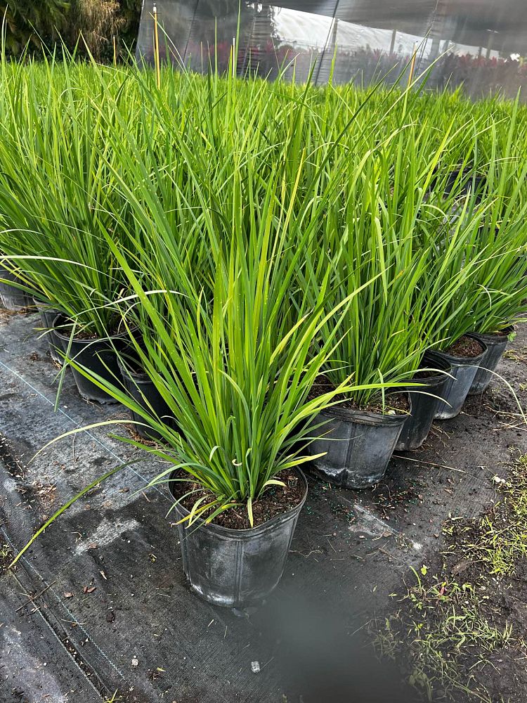 dietes-bicolor-fortnight-lily-iris-bicolor-yellow-african-iris-moraea-bicolor