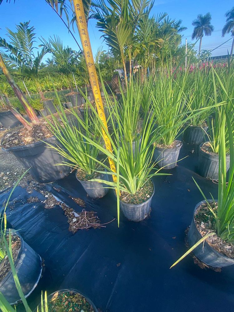 dietes-bicolor-fortnight-lily-iris-bicolor-yellow-african-iris-moraea-bicolor