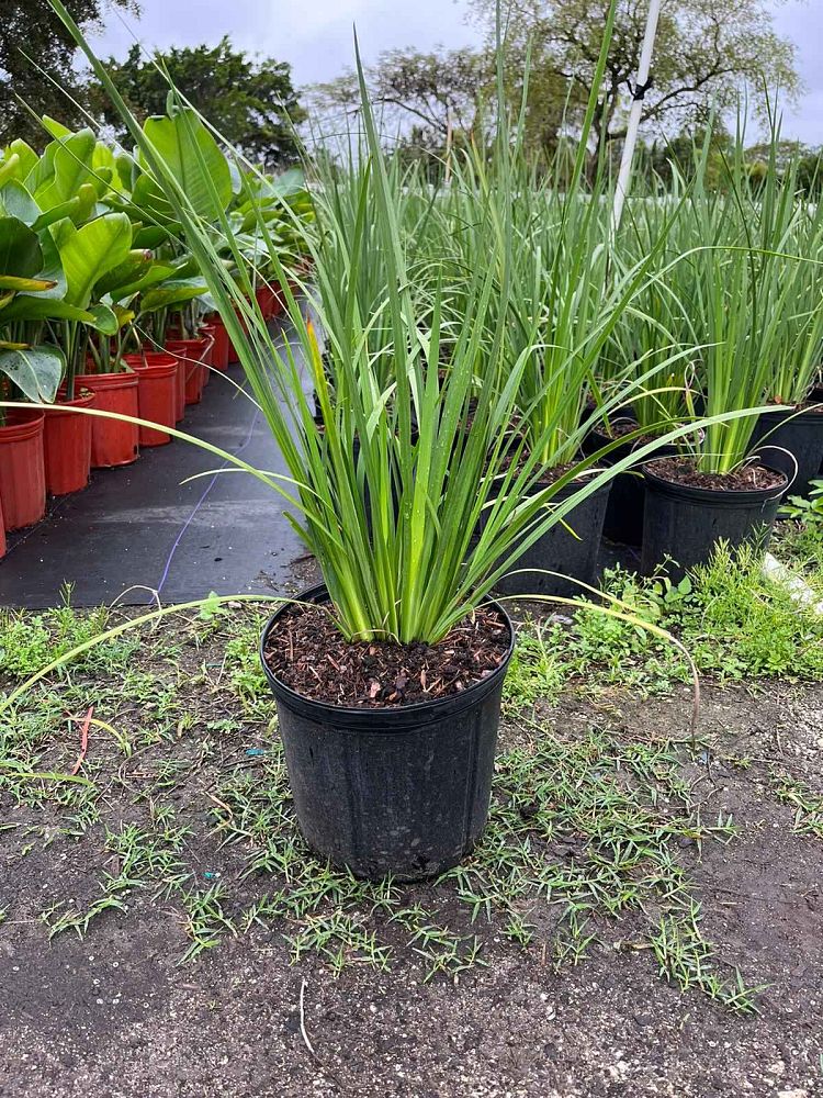 dietes-bicolor-fortnight-lily-iris-bicolor-yellow-african-iris-moraea-bicolor