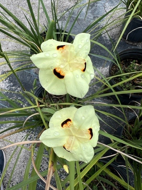 dietes-bicolor-fortnight-lily-iris-bicolor-yellow-african-iris-moraea-bicolor