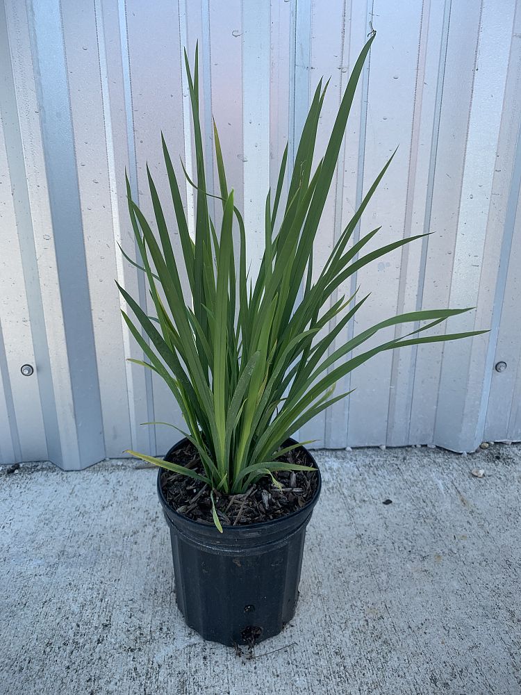 dietes-bicolor-fortnight-lily-iris-bicolor-yellow-african-iris-moraea-bicolor