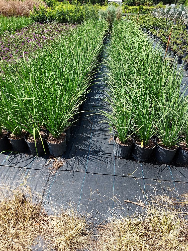 dietes-bicolor-fortnight-lily-iris-bicolor-yellow-african-iris-moraea-bicolor