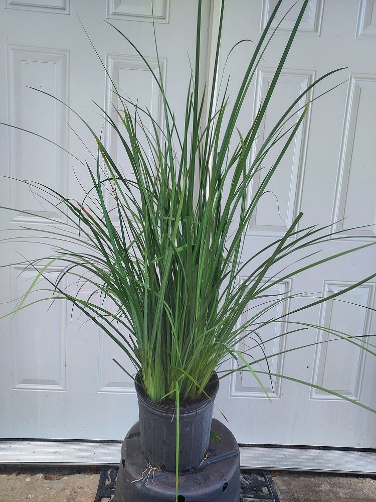 dietes-bicolor-fortnight-lily-iris-bicolor-yellow-african-iris-moraea-bicolor