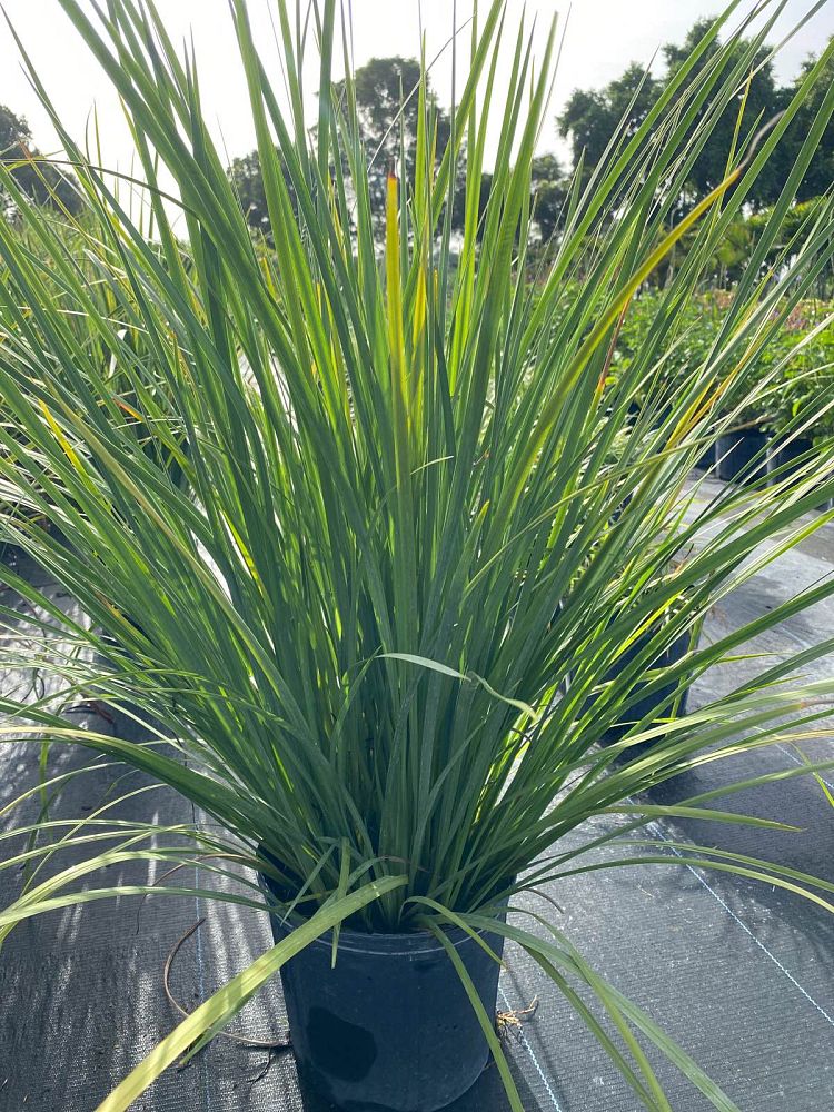 dietes-bicolor-fortnight-lily-iris-bicolor-yellow-african-iris-moraea-bicolor