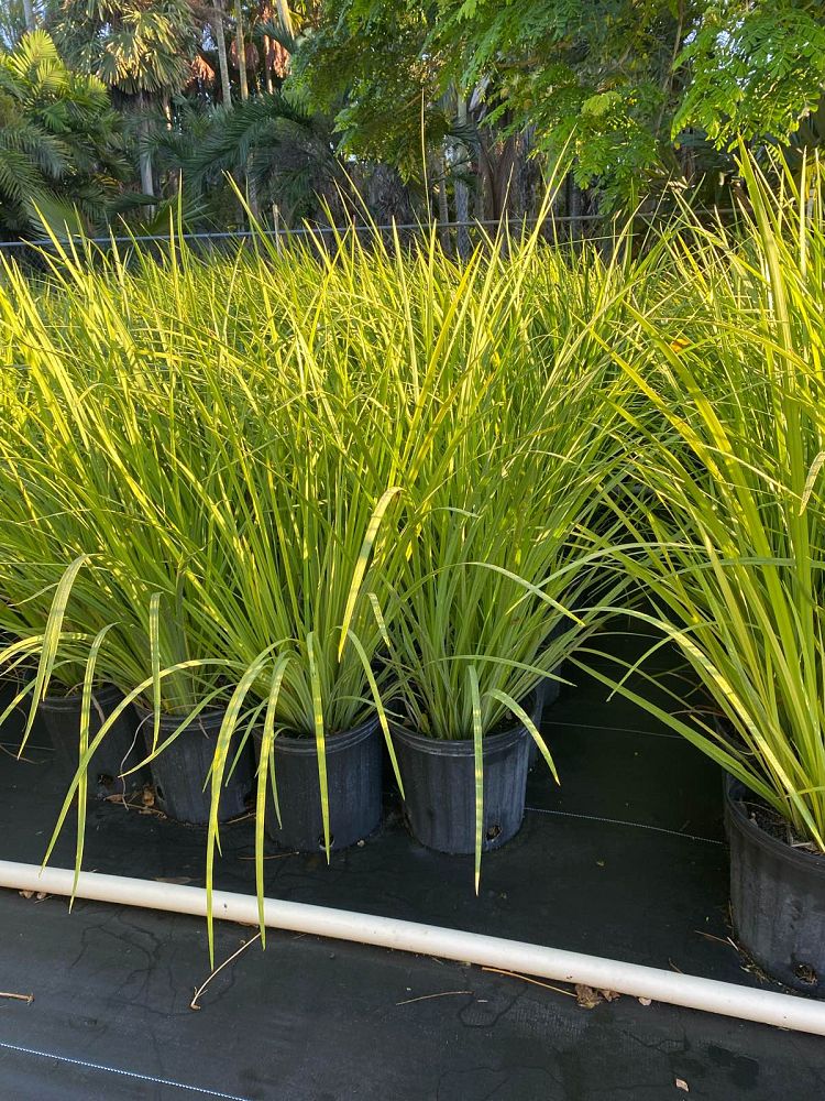 dietes-bicolor-fortnight-lily-iris-bicolor-yellow-african-iris-moraea-bicolor