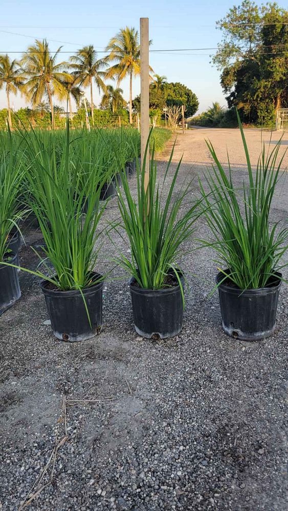 dietes-bicolor-fortnight-lily-iris-bicolor-yellow-african-iris-moraea-bicolor