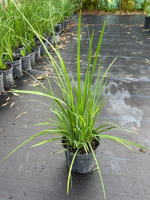 dietes-bicolor-fortnight-lily-iris-bicolor-yellow-african-iris-moraea-bicolor