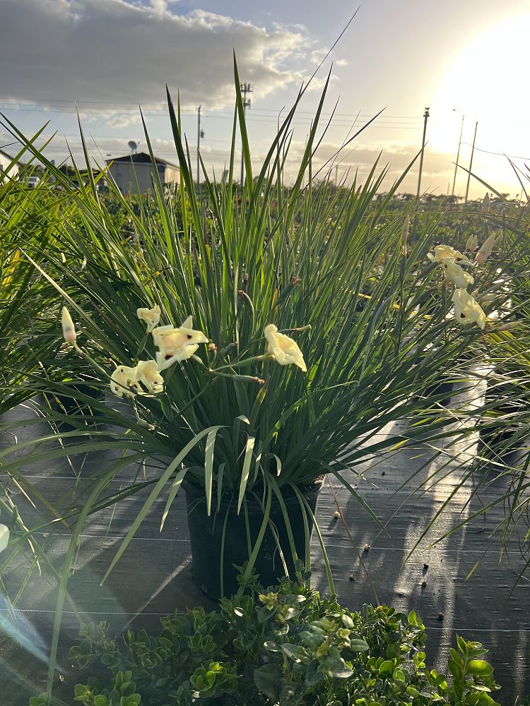 dietes-bicolor-fortnight-lily-iris-bicolor-yellow-african-iris-moraea-bicolor
