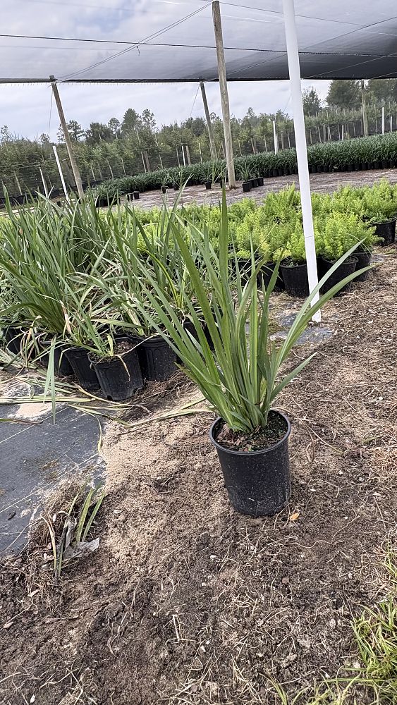 dietes-bicolor-fortnight-lily-iris-bicolor-yellow-african-iris-moraea-bicolor