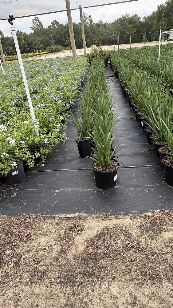 dietes-bicolor-fortnight-lily-iris-bicolor-yellow-african-iris-moraea-bicolor