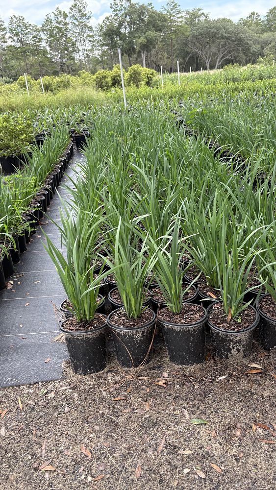 dietes-bicolor-fortnight-lily-iris-bicolor-yellow-african-iris-moraea-bicolor