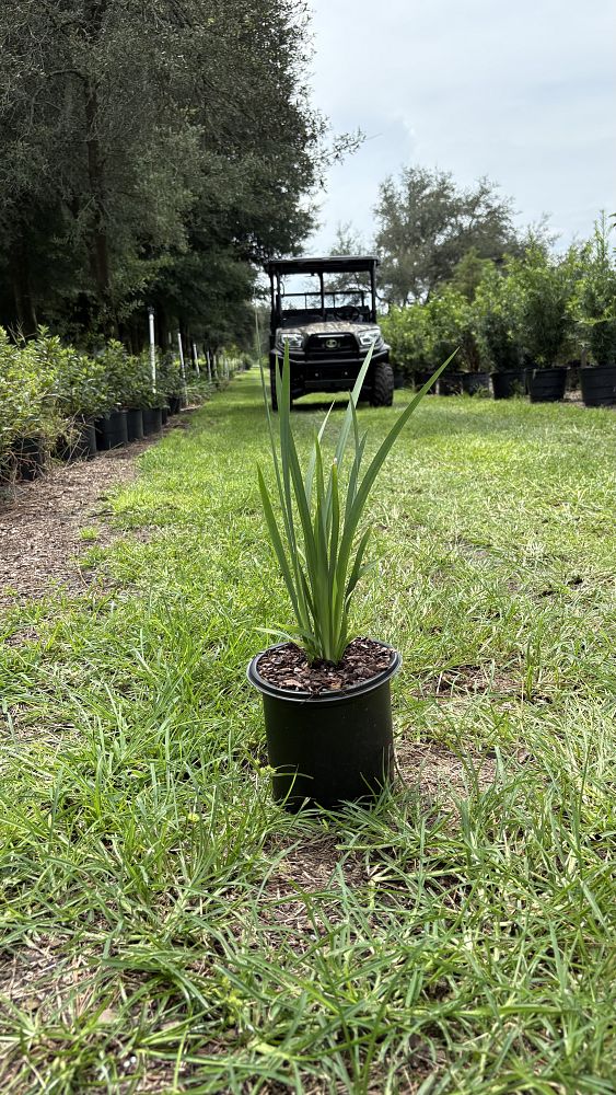 dietes-bicolor-fortnight-lily-iris-bicolor-yellow-african-iris-moraea-bicolor