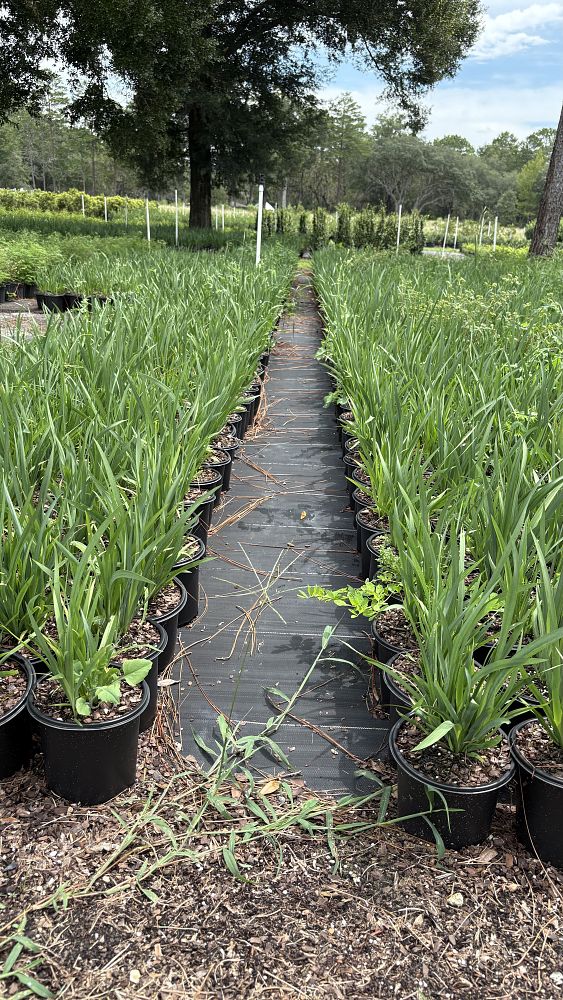 dietes-bicolor-fortnight-lily-iris-bicolor-yellow-african-iris-moraea-bicolor