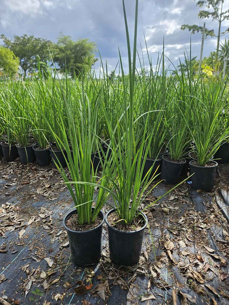 dietes-bicolor-fortnight-lily-iris-bicolor-yellow-african-iris-moraea-bicolor
