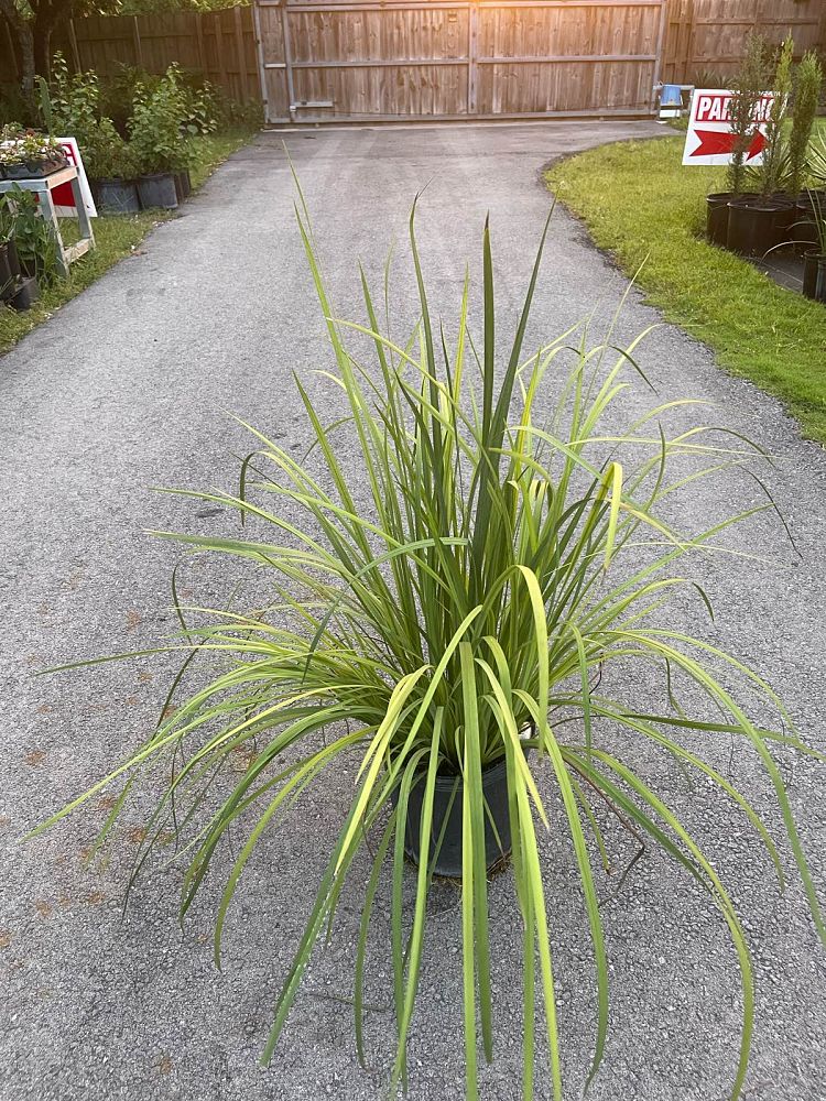 dietes-bicolor-fortnight-lily-iris-bicolor-yellow-african-iris-moraea-bicolor