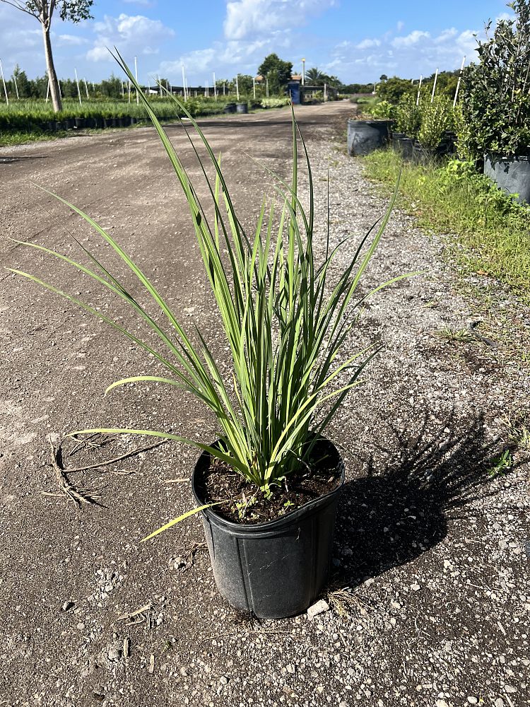 dietes-bicolor-fortnight-lily-iris-bicolor-yellow-african-iris-moraea-bicolor