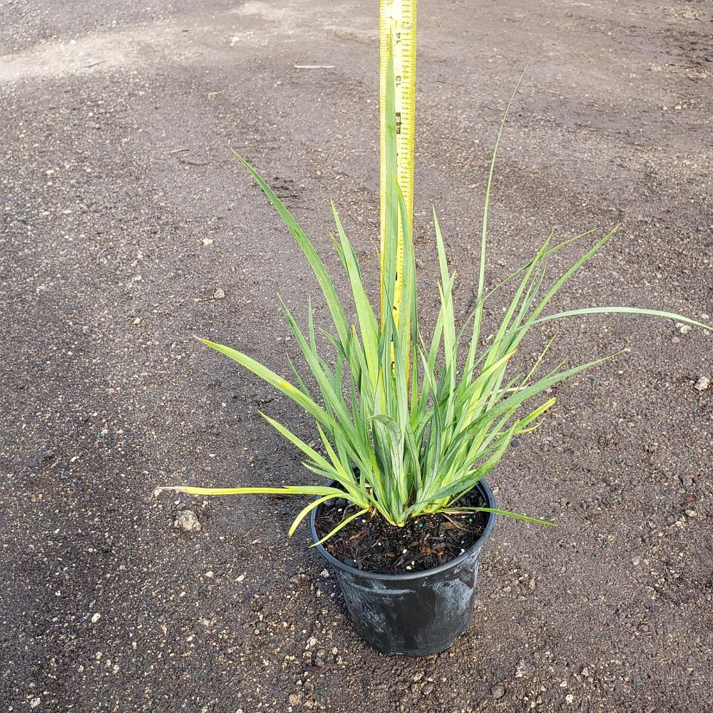 dietes-bicolor-fortnight-lily-iris-bicolor-yellow-african-iris-moraea-bicolor