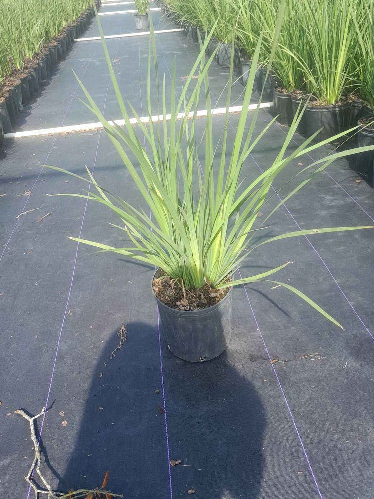 dietes-bicolor-fortnight-lily-iris-bicolor-yellow-african-iris-moraea-bicolor