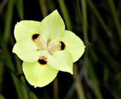 dietes-bicolor-fortnight-lily-iris-bicolor-yellow-african-iris-moraea-bicolor