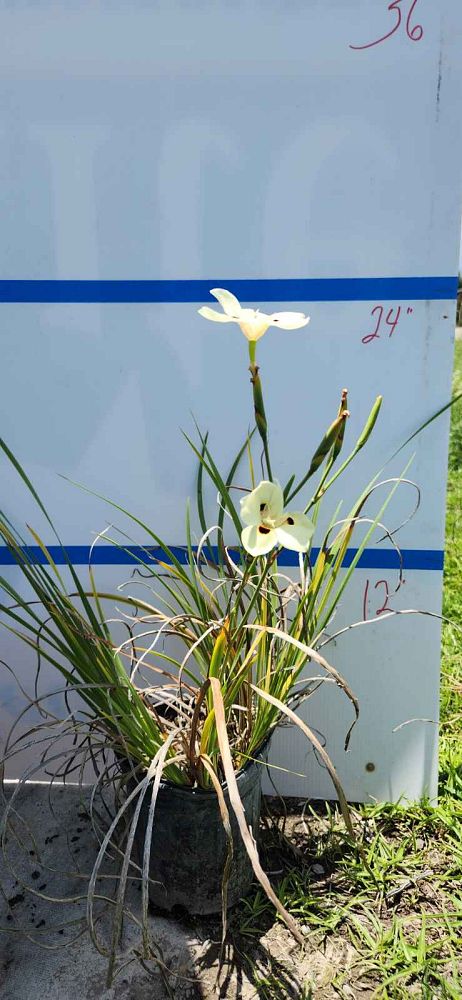 dietes-bicolor-fortnight-lily-iris-bicolor-yellow-african-iris-moraea-bicolor