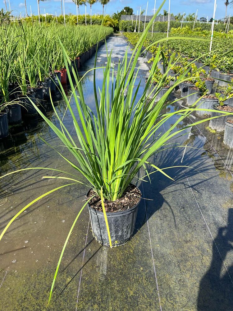 dietes-bicolor-fortnight-lily-iris-bicolor-yellow-african-iris-moraea-bicolor
