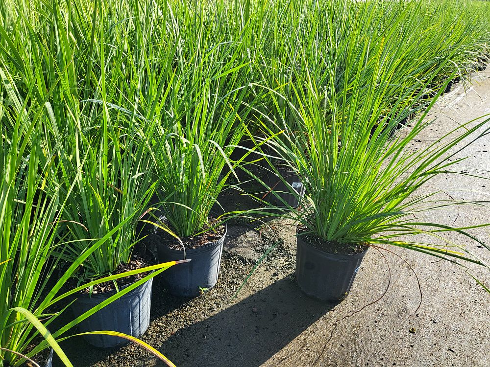 dietes-bicolor-fortnight-lily-iris-bicolor-yellow-african-iris-moraea-bicolor