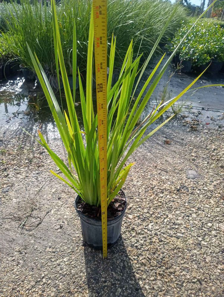 dietes-bicolor-fortnight-lily-iris-bicolor-yellow-african-iris-moraea-bicolor