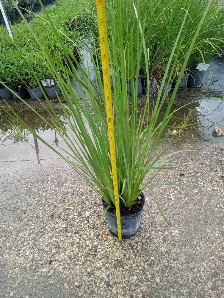 dietes-bicolor-fortnight-lily-iris-bicolor-yellow-african-iris-moraea-bicolor