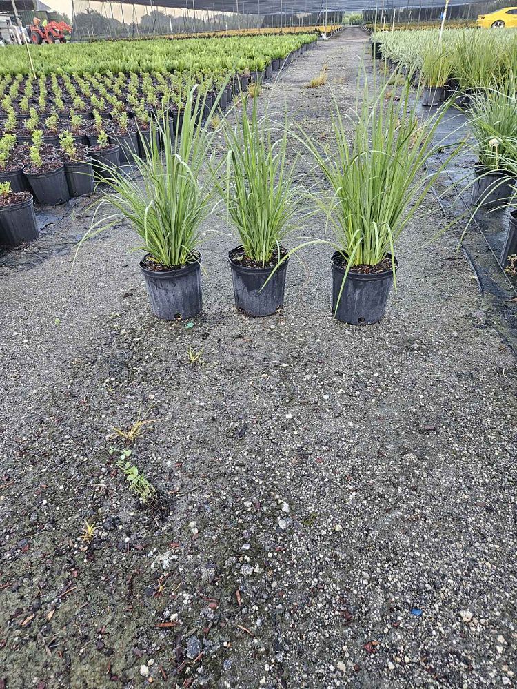 dietes-bicolor-fortnight-lily-iris-bicolor-yellow-african-iris-moraea-bicolor