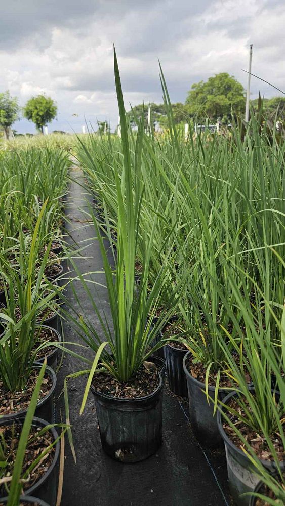 dietes-bicolor-fortnight-lily-iris-bicolor-yellow-african-iris-moraea-bicolor