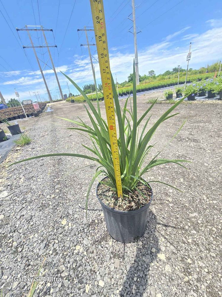dietes-bicolor-fortnight-lily-iris-bicolor-yellow-african-iris-moraea-bicolor